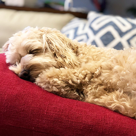 Biscuit